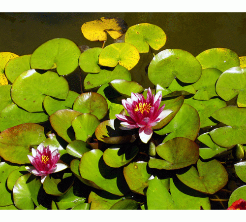 Water Lilies 2 Background