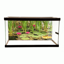 Water Lilies Background