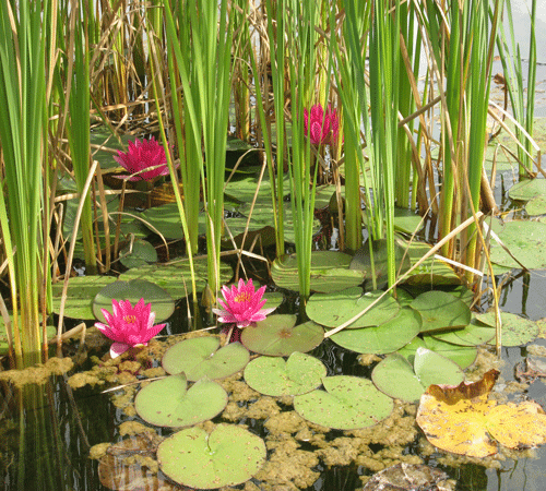 Water Lilies Background