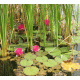 Water Lilies Background