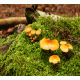 Mushroom Background